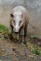 babirusa nel zoo foto