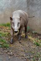 babirusa nel zoo foto