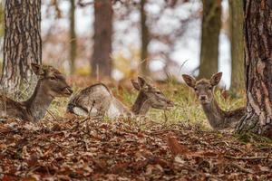 daino europeo foto