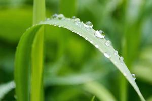 gocce avvicinamento su verde erba foto