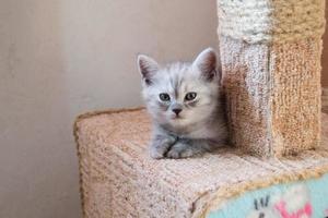 bellissimo Britannico grigio bianca gattino dire bugie su gatto Casa e guardare a il telecamera foto