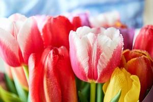 tulipani con acqua gocce siamo un' vicino mazzo per il vacanza su marzo 8 foto