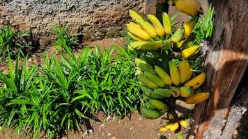 giallastro verde Banana frutta su un vecchio Banana albero. Banana produzione nel il Giardino dietro la casa giardino 02 foto