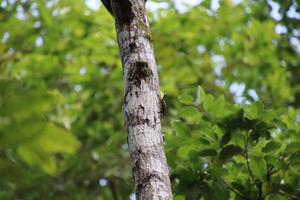 malese volante Drago nel un' foresta foto