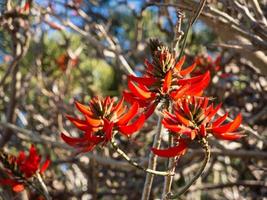 arancia rosso bellissimo erythrina fiori su il albero, è un' genere di fioritura impianti nel il pisello famiglia, favole. foto