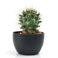 cactus foto