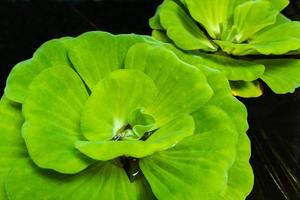 primo piano di lattuga d'acqua foglia fresca e verde foto