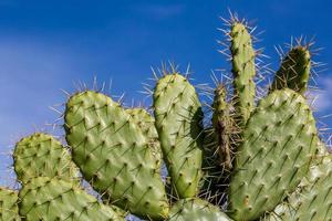cactus, nopal foto