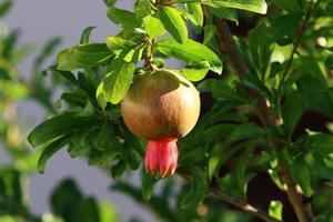 melograni maturare su alberi nel un' città parco nel settentrionale Israele. foto