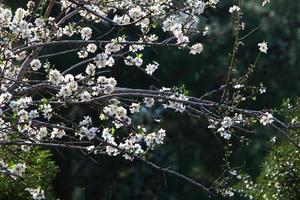 mandorla fiori nel un' città parco nel settentrionale Israele. foto