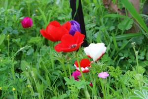 luminosa anemone fiori fiorito nel un' foresta radura. foto