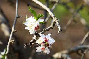 mandorla fiori nel un' città parco nel settentrionale Israele. foto