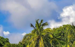 tropicale naturale palma albero noci di cocco blu cielo nel Messico. foto