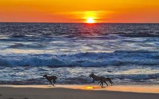 cani in esecuzione felicemente nel davanti di il tramonto spiaggia Messico. foto