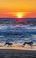 cani in esecuzione felicemente nel davanti di il tramonto spiaggia Messico. foto