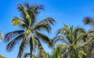 tropicale naturale palma albero noci di cocco blu cielo nel Messico. foto