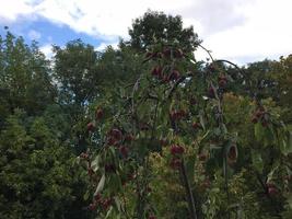 albero frutta foto