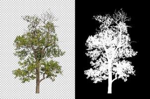albero isolato su trasparente sfondo con ritaglio sentiero e alfa canale foto