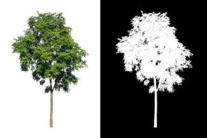 singolo albero con ritaglio sentiero e alfa canale su nero sfondo foto