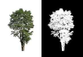 singolo albero con ritaglio sentiero e alfa canale su nero sfondo foto