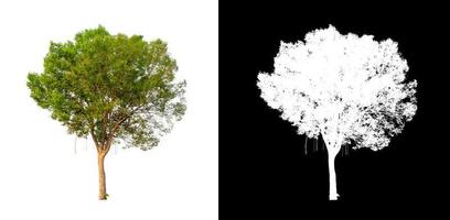 singolo albero con ritaglio sentiero e alfa canale su nero sfondo foto