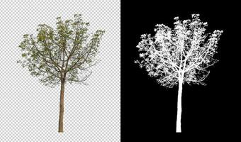 albero isolato su trasparente sfondo con ritaglio sentiero e alfa canale foto
