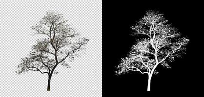 isolato albero su trasparente sfondo con tagliare sentiero e alfa canale. foto