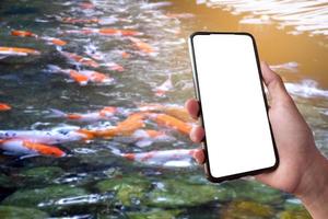 bianca toccare schermo mobile Telefono nel mano quale sfocato un' gruppo di koi pesce o una schifezza pesce quale nuoto nel un' piccolo stagno sfondo, concetto per koi o una schifezza pesce apprendimento, assunzione foto e ricerca.