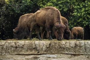 bisonte americano nello zoo foto