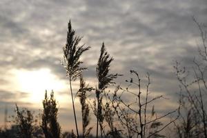 d'oro canne ondeggiare nel il vento contro tramonto cielo. astratto naturale sfondo. modello con neutro colori. minimo, elegante, tendenza concetto. d'oro carice erba, asciutto canna, canna strato, canna semi. foto