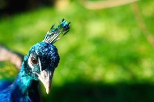 uccello pavone bastoni suo testa in il immagine. elegante uccello nel magnifico colori foto