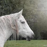 bianca cavallo ritratto, rurale scena foto