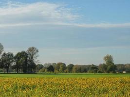 molti girasoli nel il Tedesco Münsterland foto