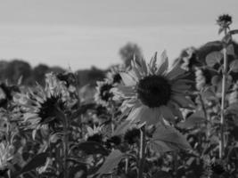 girasoli nel westfalia foto