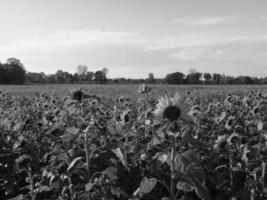 girasoli nel westfalia foto