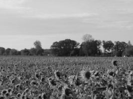 girasoli nel westfalia foto