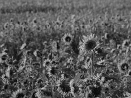 girasoli nel westfalia foto