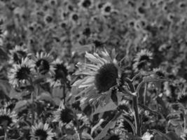 girasoli nel westfalia foto