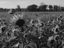 girasoli nel westfalia foto