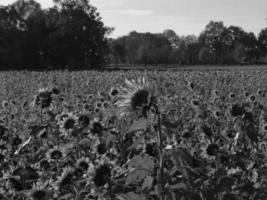 girasoli nel westfalia foto