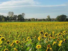 molti girasoli nel il Tedesco Münsterland foto