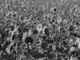 girasoli nel westfalia foto