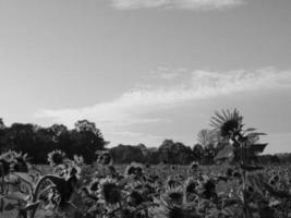 girasoli nel westfalia foto