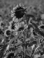 girasoli nel westfalia foto