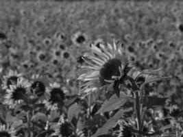 girasoli nel westfalia foto