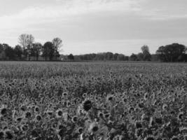 girasoli nel westfalia foto