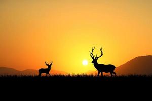 silhouette cervo nel un' bellissimo prato. natura conservazione concetto foto