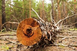 Russia, Siberia. il log a partire dal il segato legna nel il foresta. foto