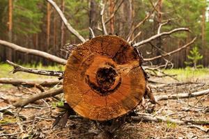 Russia, Siberia. il log a partire dal il segato legna nel il foresta. foto