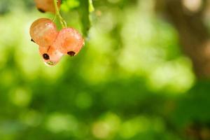 il frutti di bosco di bianca ribes su il verde sfondo dopo pioggia. foto